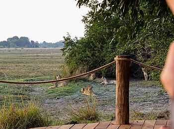 Ntemwa Busanga Bushcamp: Löwenrudel direkt am Camp