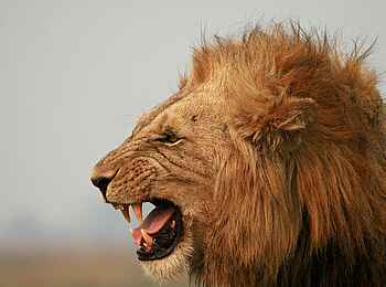 Ntemwa Busanga Bushcamp: Portrait eines männlichen Löwen