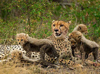 Sabi Sabi Selati Camp: Gepardin mit wolligem Nachwuchs Sabi Sabi Selati Camp: Gepardin mit wolligem Nachwuchs
