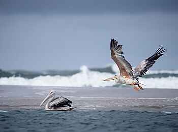 Sette Cama Eco Camp: Pelikane