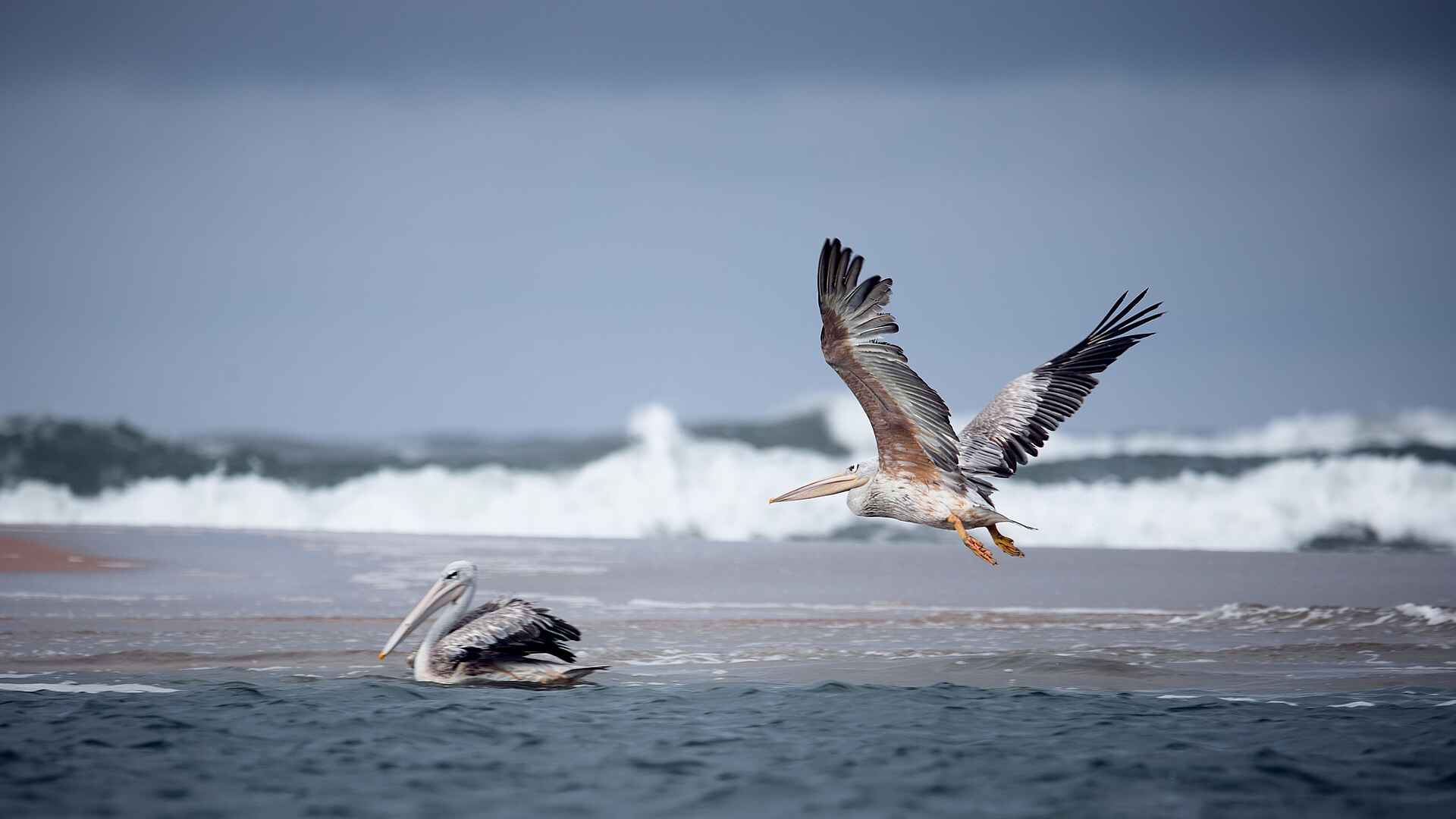 Sette Cama Eco Camp: Pelikane