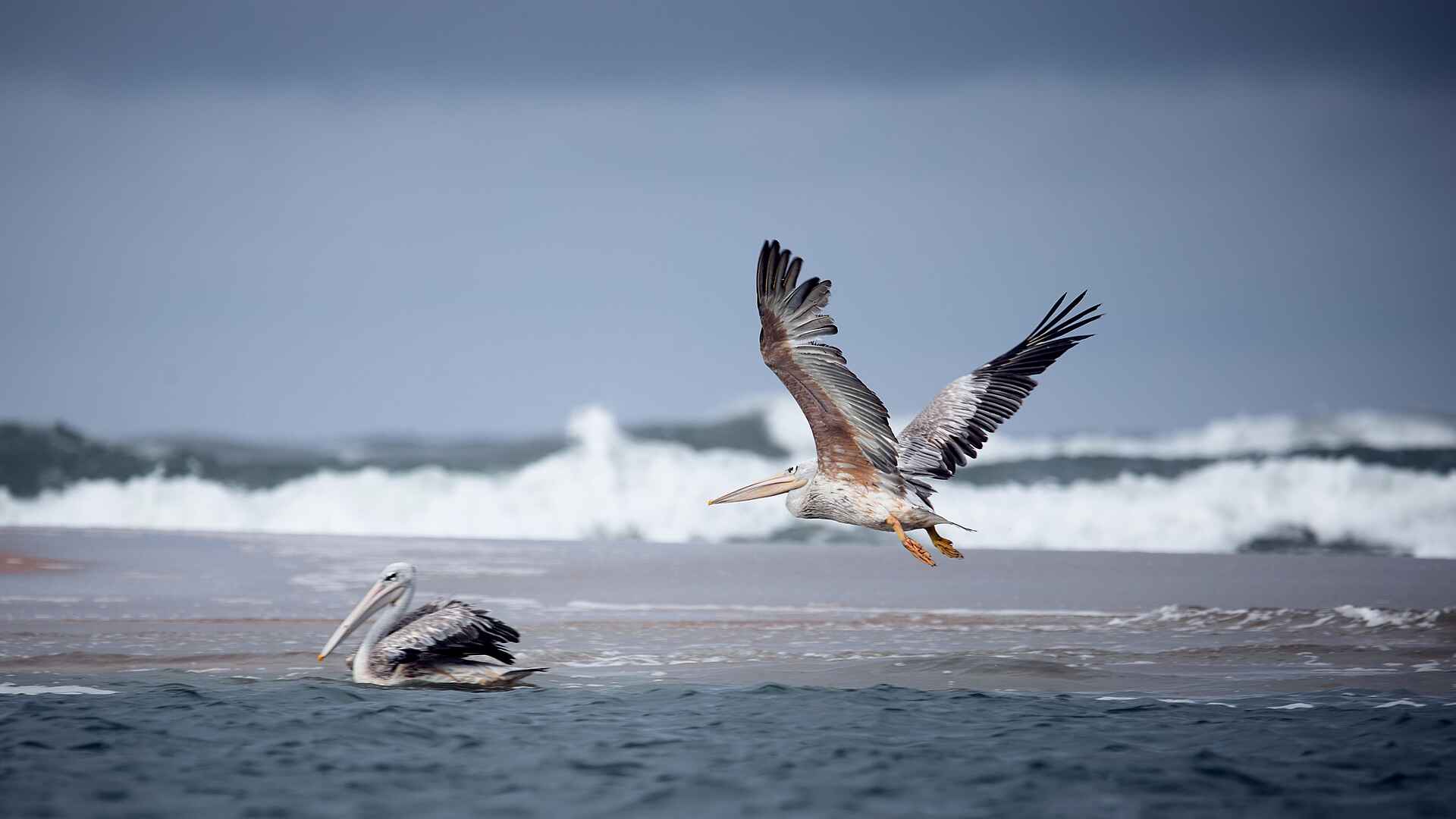 Sette Cama Eco Camp: Pelikane