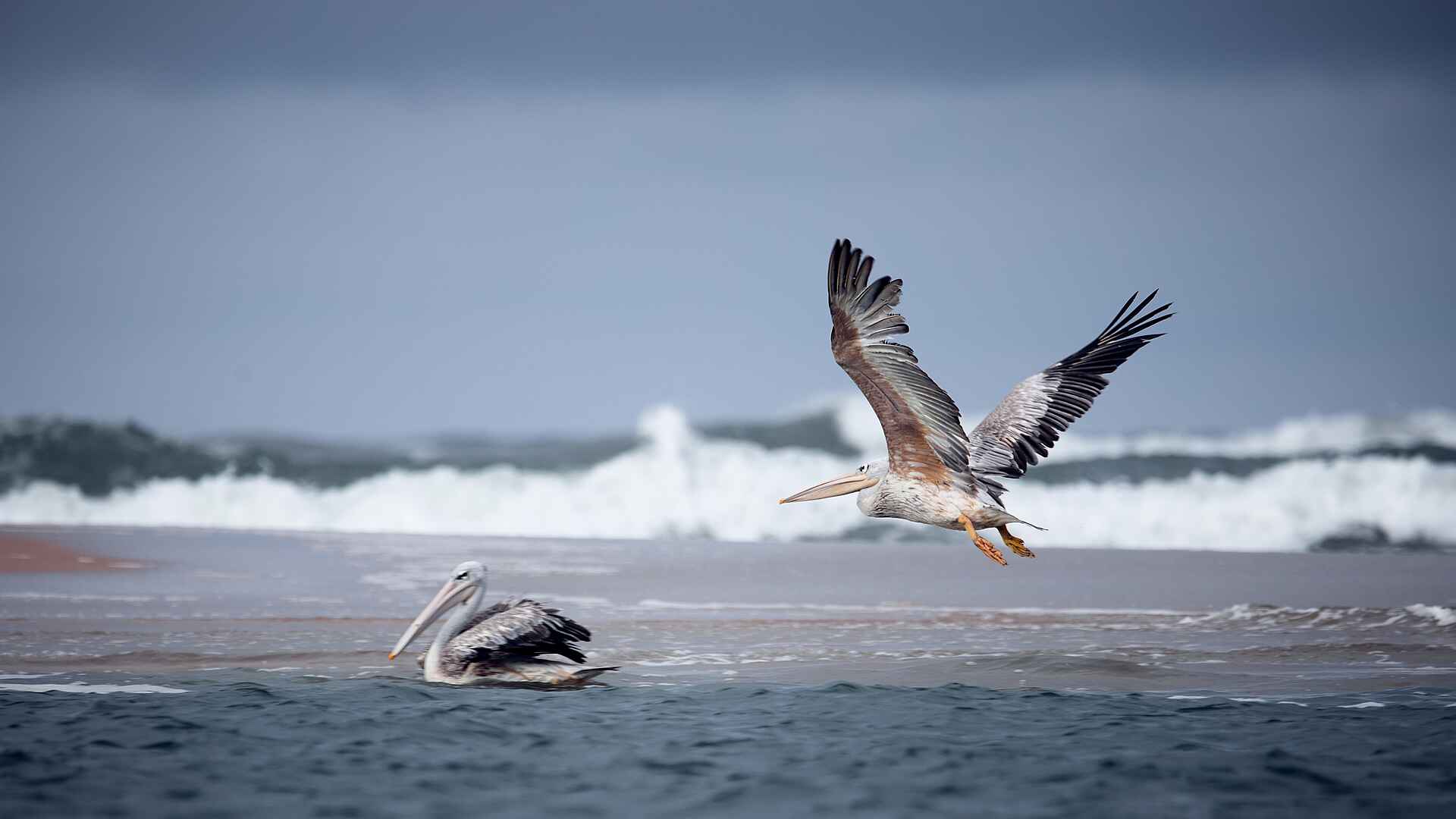 Sette Cama Eco Camp: Pelikane Sette Cama Eco Camp: Pelikane