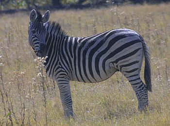 Edo's Camp: Zebra in der Savanne Edo's Camp: Zebra in der Savanne