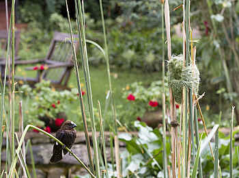 Gibbs Farm: Webervogel vor seinem Nest