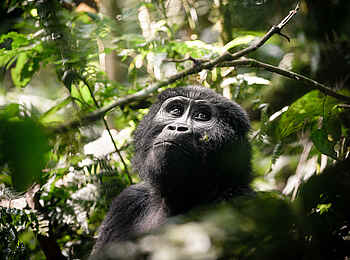 Gorilla Forest Lodge: Ein Gorilla Gorilla Forest Lodge: Ein Gorilla