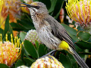 Grootbos Private Villas: Vogel beobachten Grootbos Private Villas: Vogel beobachten