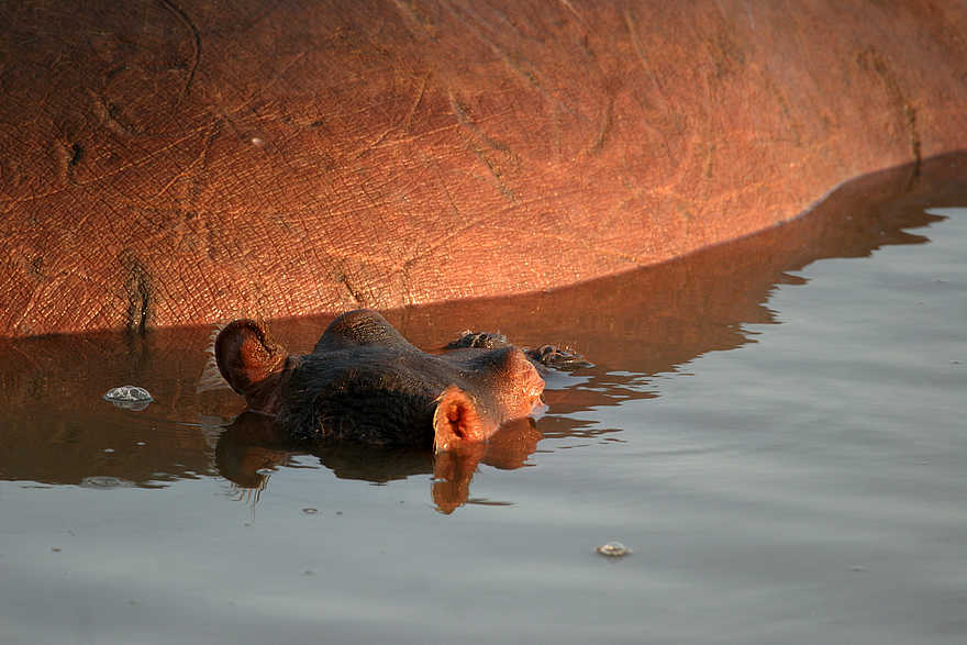 Kaingo Hippo Hide: Nilpferdbaby an der Seite seienr Mutter Kaingo Hippo Hide: Nilpferdbaby an der Seite seienr Mutter