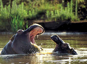 Kariega Main Lodge: Nilpferde Kariega Main Lodge: Nilpferde