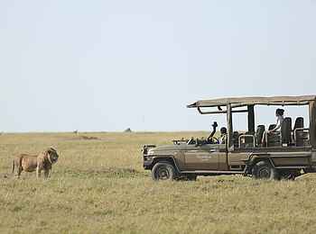 Kaskaz Mara Camp: Löwe auf Pirschfahrt beobachten