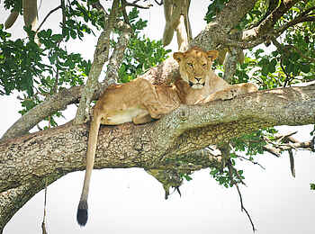 Kidepo National Park: Ruhende Löwin