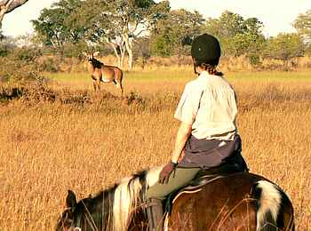 Kujwana Camp: Auge in Auge mit Antilope