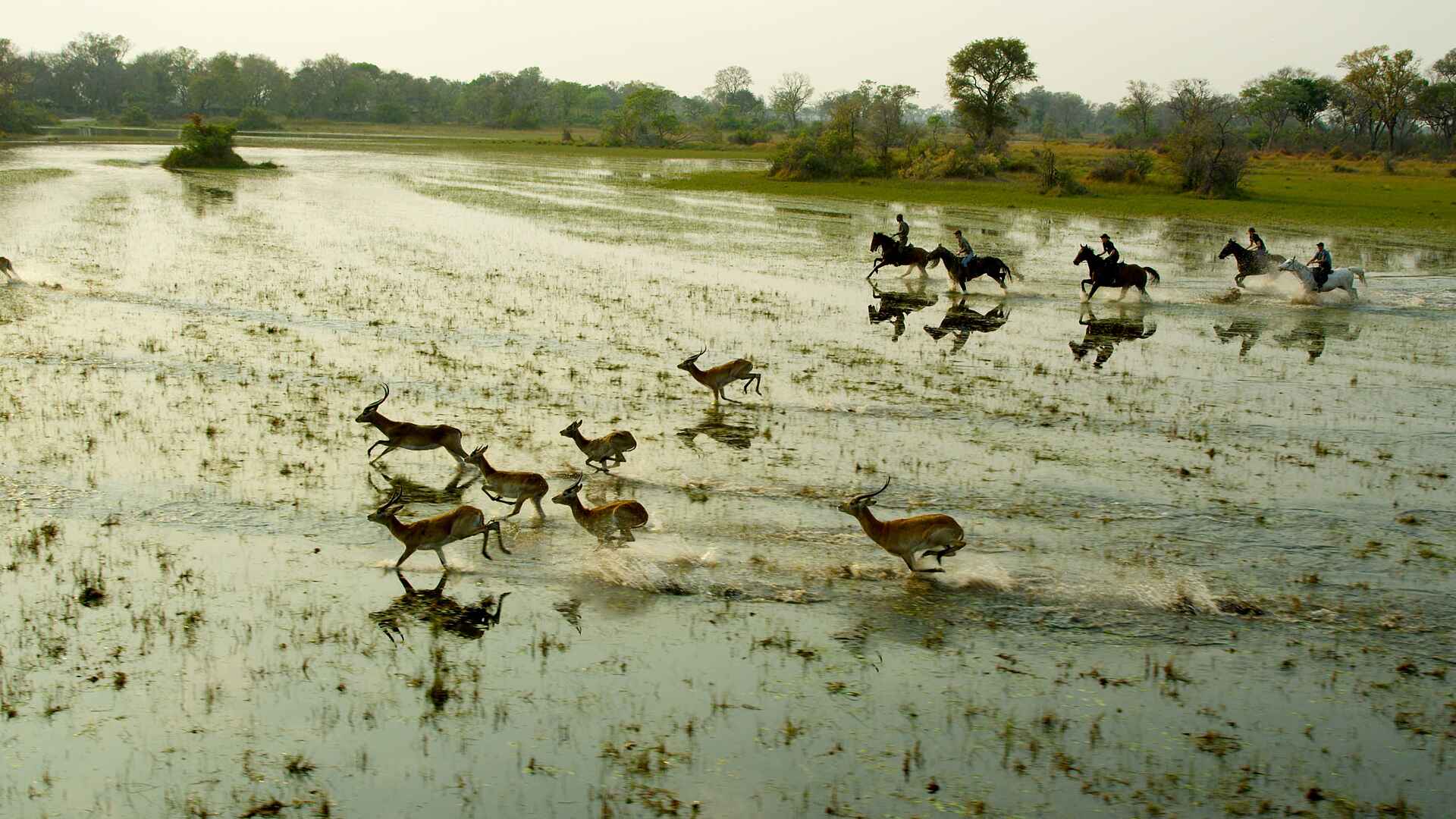 Kujwana Camp, kujwana camp bilder, okavango delta, okavango delta safari, reiterurlaub, reitsafari botswana, reitsafaris, aktivitäten, antilopen, reiten