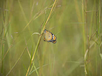Lilayi: Schmetterling Lilayi: Schmetterling