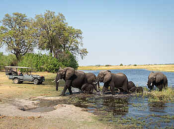 Linyanti Tented Camp: Begegnung mit Elefanten