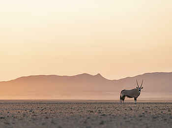 Little Kulala Lodge: Eine Oryxantilope in der Namib Little Kulala Lodge: Eine Oryxantilope in der Namib