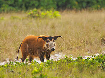 Loango Savannah Camp: Pinselohrschwein