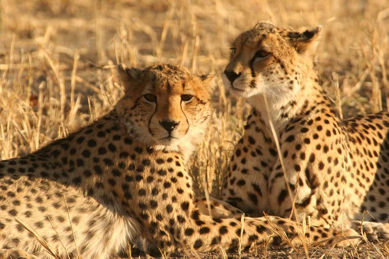 Machaba Camp: Geparden Machaba Camp: Geparden