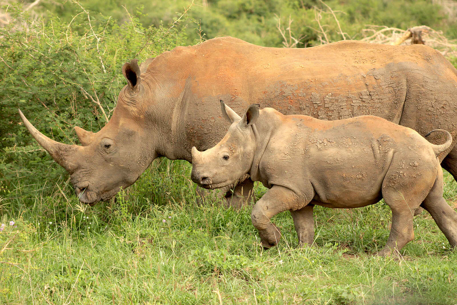Madikwe Safari Lodge Kopano: Nashörner Madikwe Safari Lodge Kopano: Nashörner