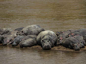 Mara Expedition Camp: Nilpferde