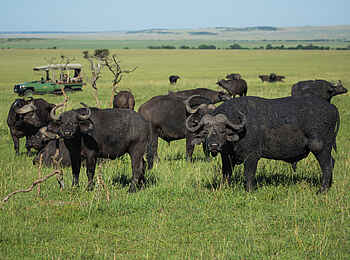 Mara Plains Jahazi: Büffel