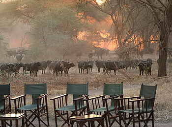 Mdonya Old River Camp: Büffelherde beim Camp
