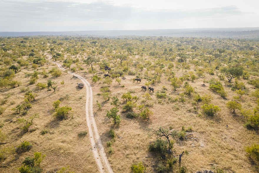 Mohlabetsi Safari Lodge: Blick auf die Natur und eine Elefantenherde Mohlabetsi Safari Lodge: Blick auf die Natur und eine Elefantenherde