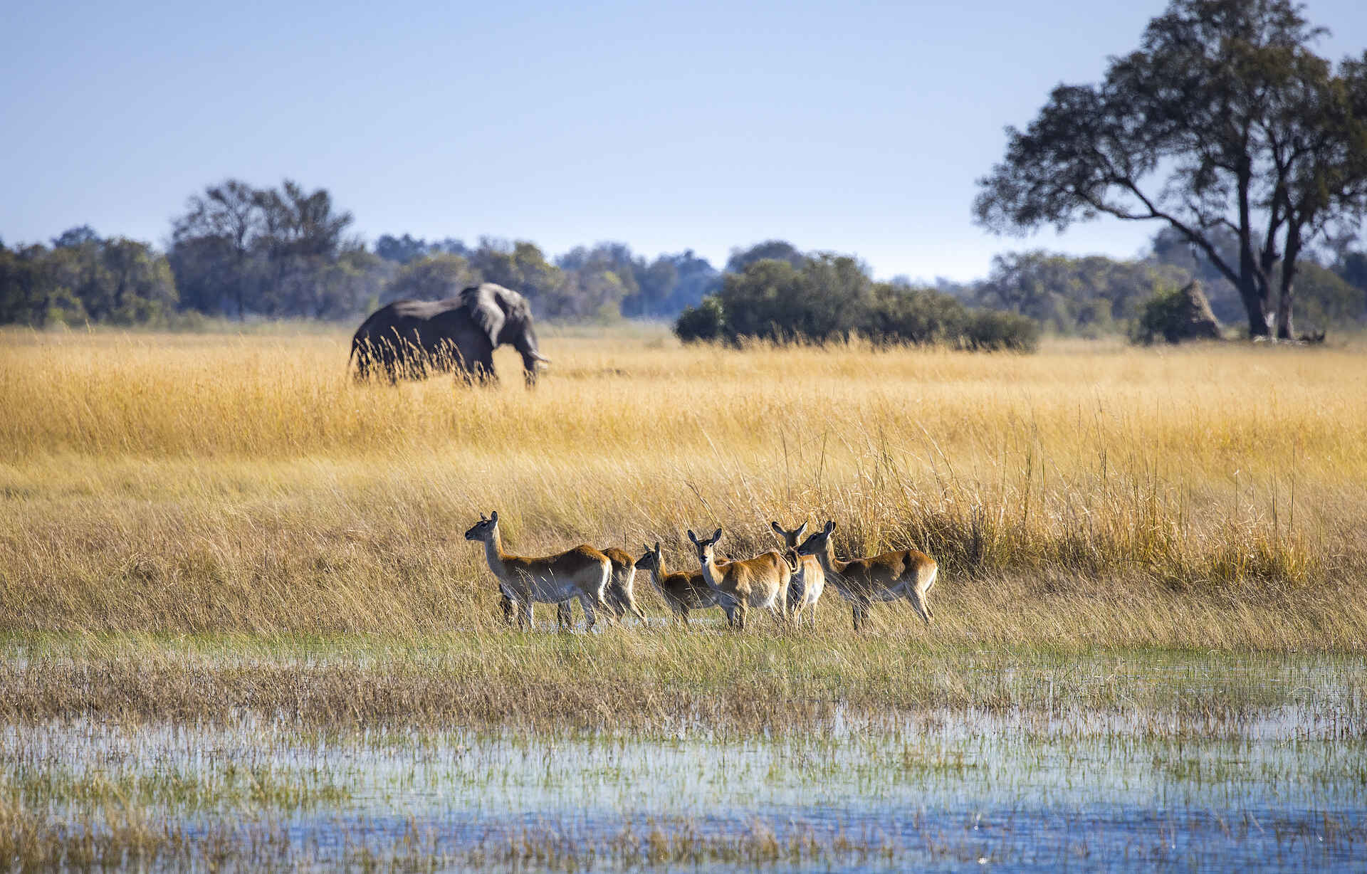 Monachira Camp: Wildtiere im Okavango Delta