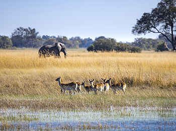 Monachira Camp: Wildtiere im Okavango Delta Monachira Camp: Wildtiere im Okavango Delta