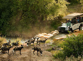 Morukuru River House: Hyänen am Fluss Morukuru River House: Hyänen am Fluss