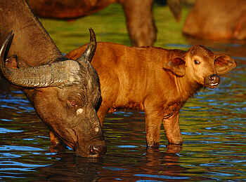 Motswari Game Lodge: Büffel mit Kalb