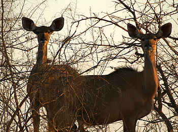 Mukambi Fig Tree Bush Camp: Zwei weibliche Kudus