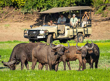 Nkwali Camp: Pirschfahrt mit Büffeln 