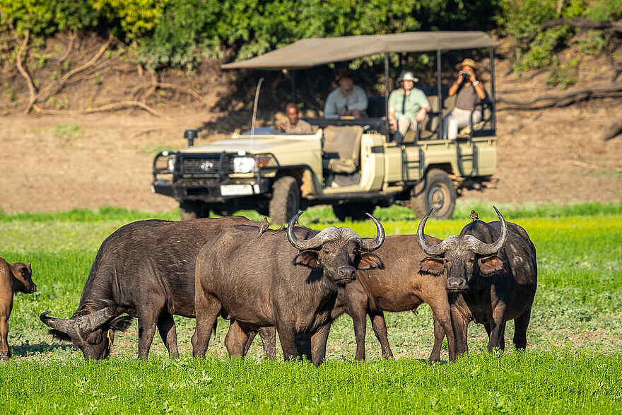 Nkwali Camp: Pirschfahrt mit Büffeln Nkwali Camp: Pirschfahrt mit Büffeln