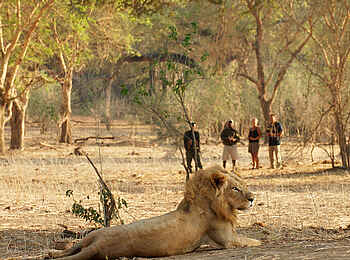 Old Mondoro Camp: Löwenbegegnung auf Walking Safari
