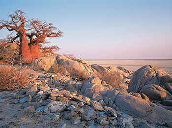San Camp: Baobab auf Kubu Island