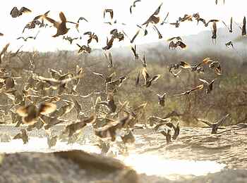 Saruni Rhino: Wasserloch Saruni Rhino: Wasserloch