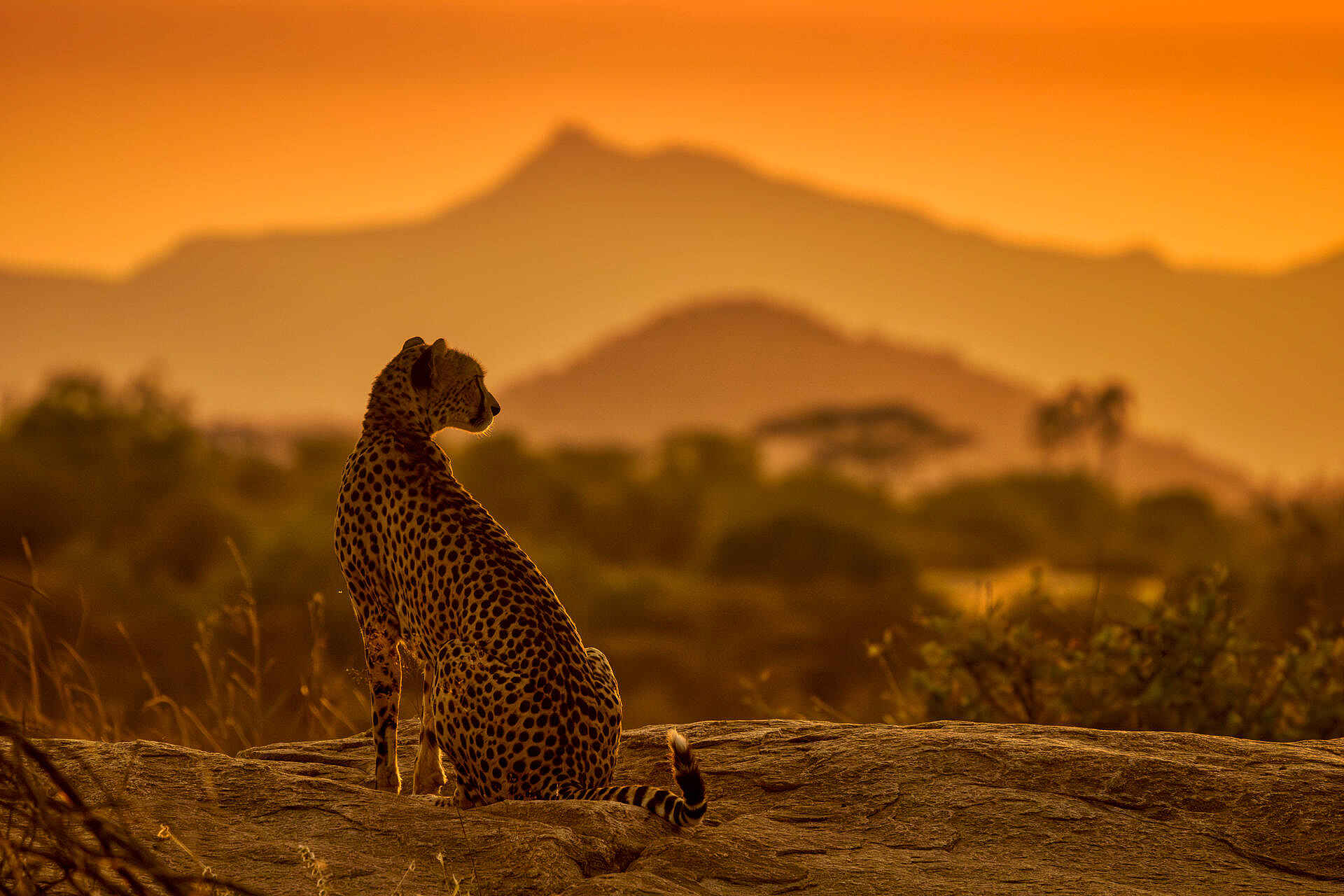 Soroi Larsens Camp: Ein Gepard