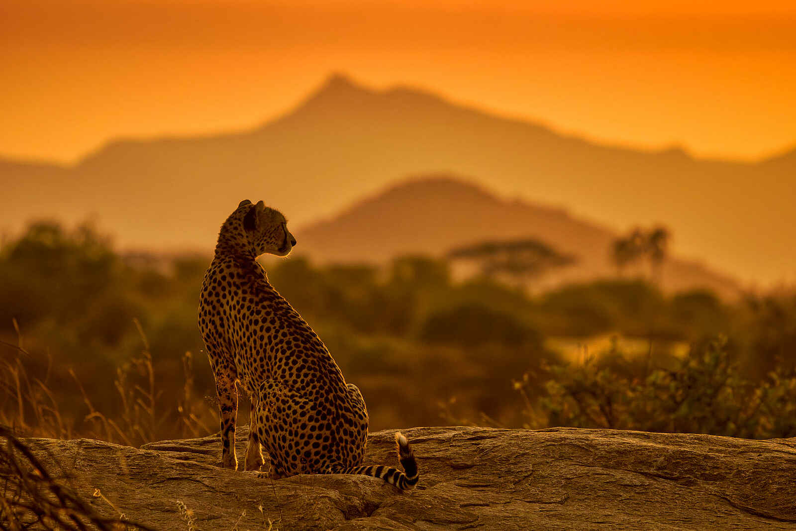 Soroi Larsens Camp: Ein Gepard Soroi Larsens Camp: Ein Gepard