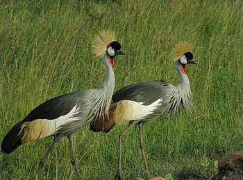 Tarangire Safari Lodge: Königskraniche Tarangire Safari Lodge: Königskraniche