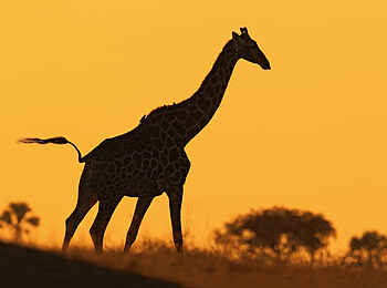 Thamo Telele Camp: Sonnenuntergang mit Giraffe Thamo Telele Camp: Sonnenuntergang mit Giraffe