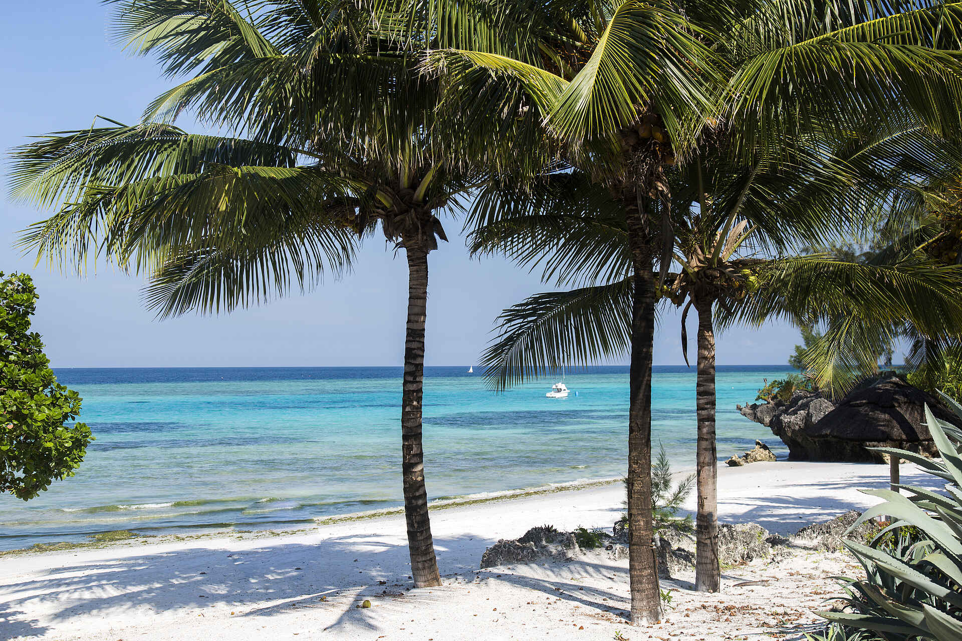 The Aiyana: Palmen am Strand