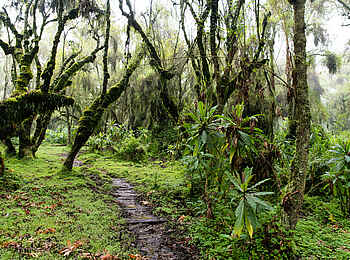Wilderness Sabyinyo: Wanderung zum Dian Fossey Research Camp Wilderness Sabyinyo: Wanderung zum Dian Fossey Research Camp