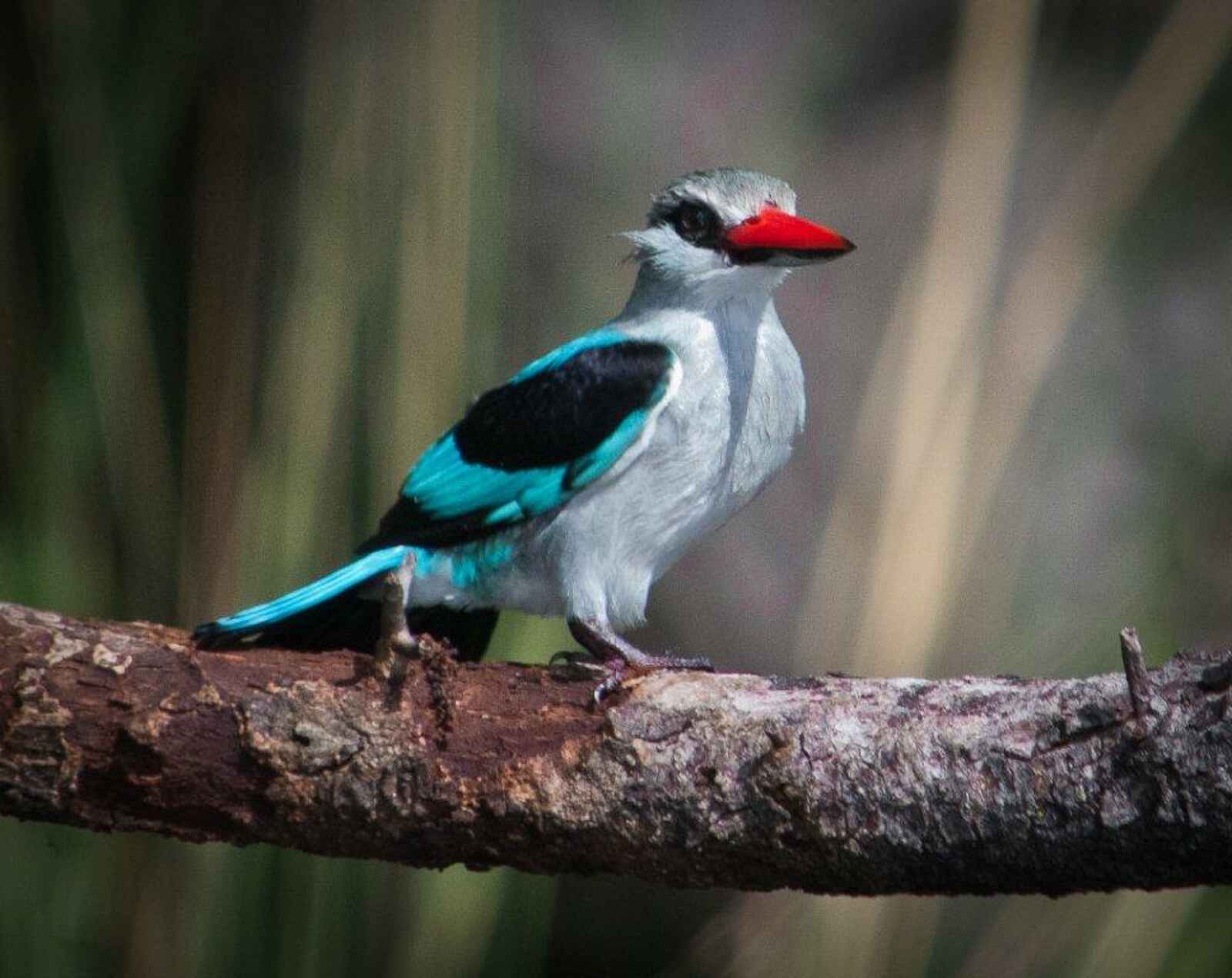 Xakanaxa Camp: Senegalliest Xakanaxa Camp: Senegalliest