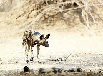 Zambezi Expeditions Camp: Ein Wildhund Zambezi Expeditions Camp: Ein Wildhund