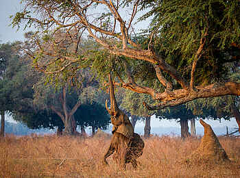 Chikwenya Camp: Elefant beim Schotenpflücken