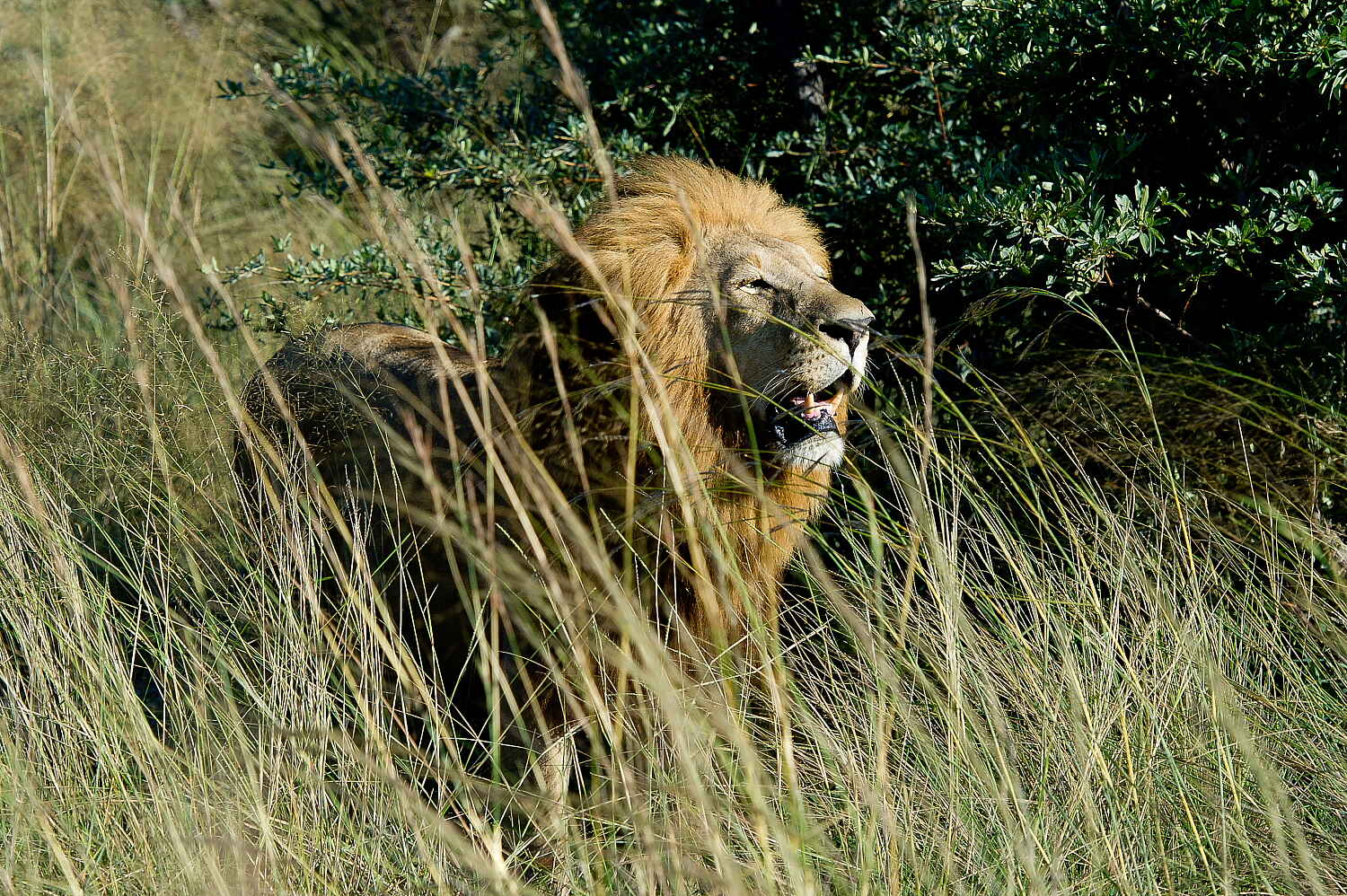 Jao Camp: Löwe Jao Camp: Löwe