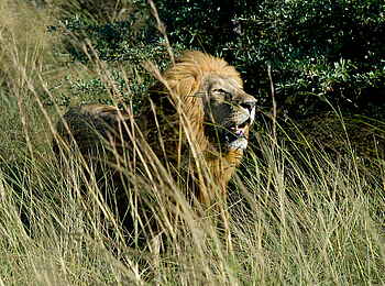 Jao Camp: Löwe Jao Camp: Löwe