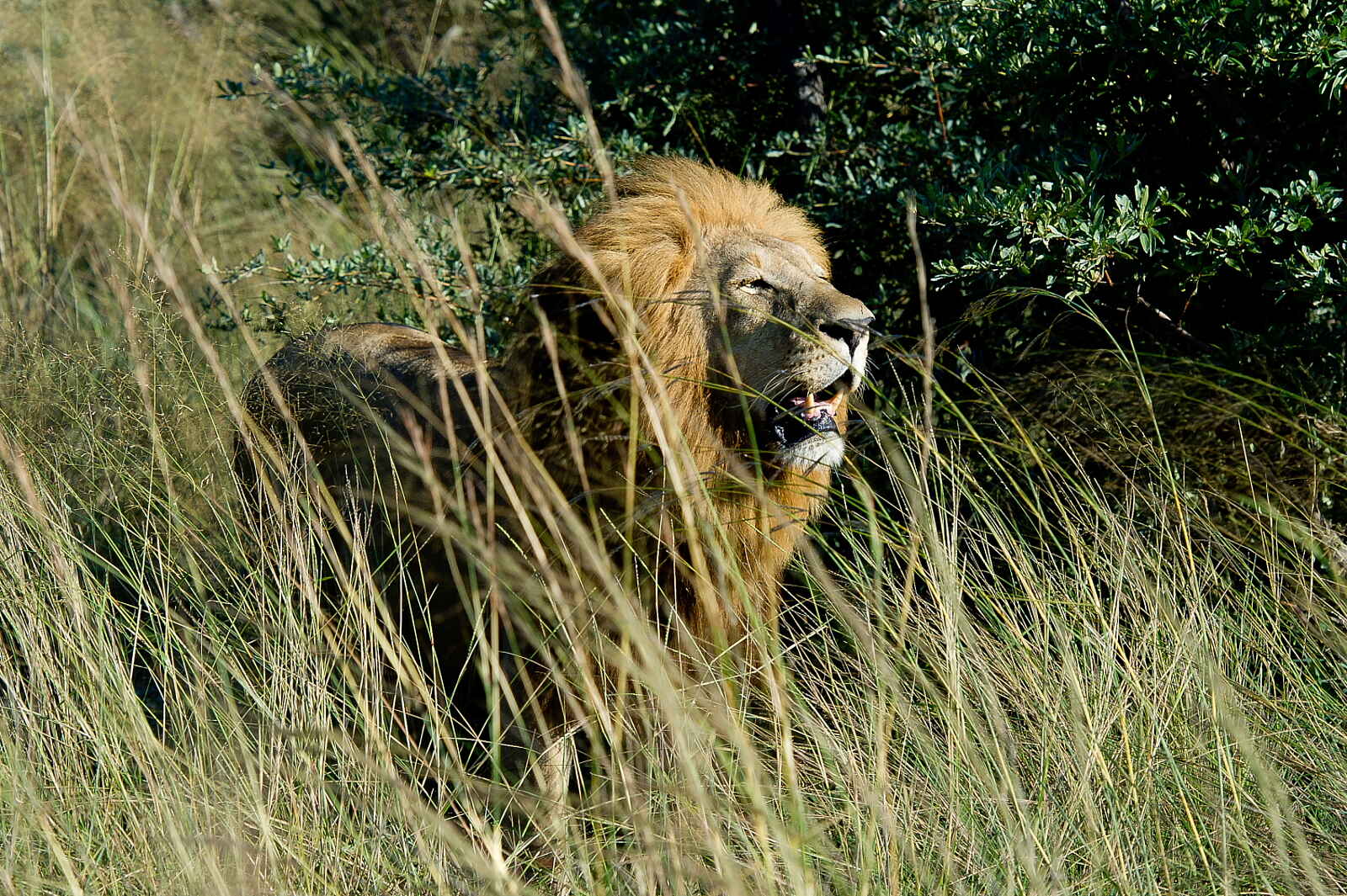 Jao Camp: Löwe Jao Camp: Löwe