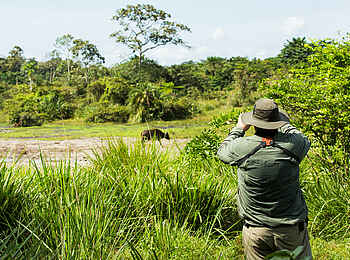 Lango Camp: Ein Wasserbüffel aus der Nähe Lango Camp: Ein Wasserbüffel aus der Nähe